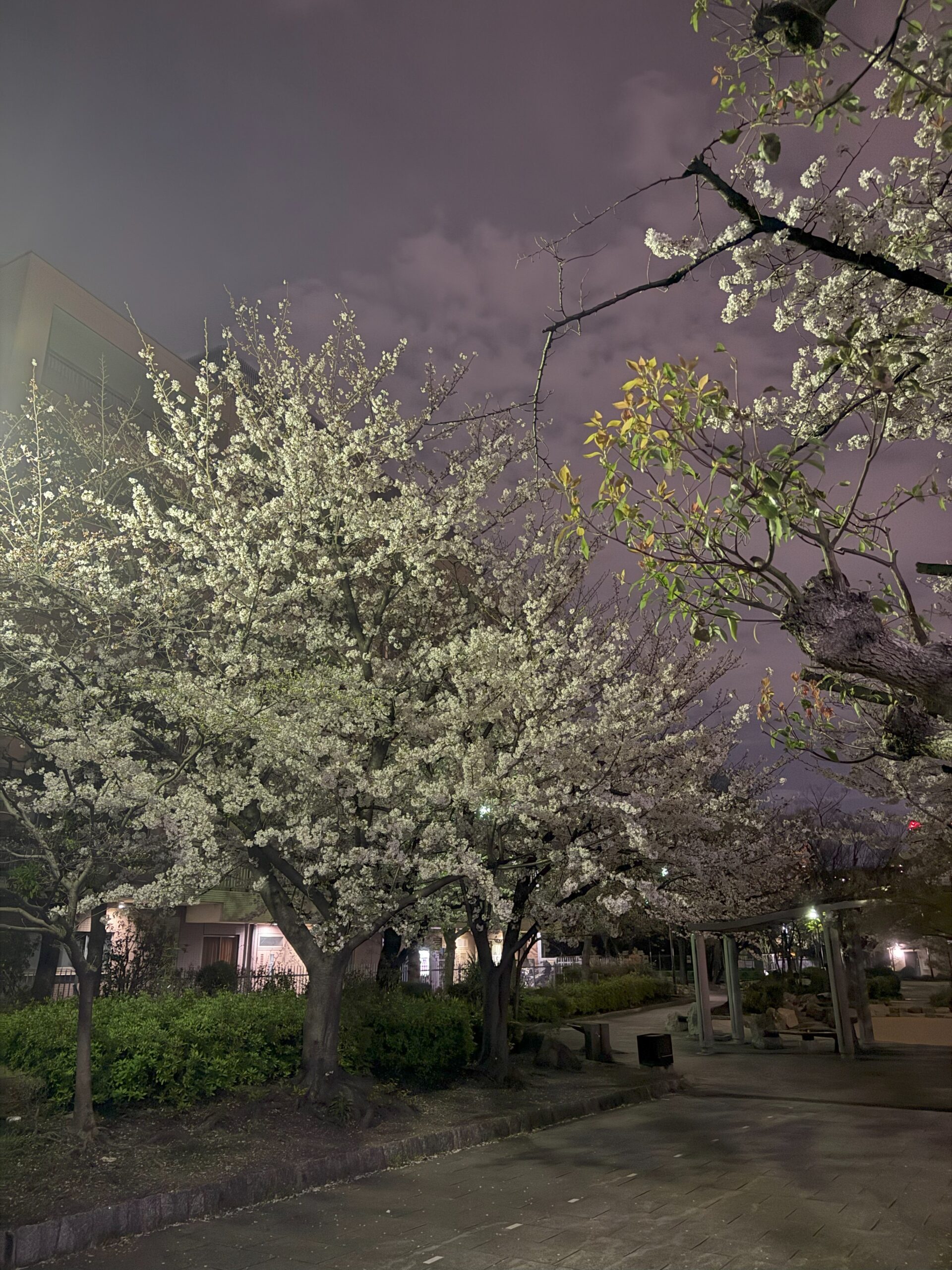 夜桜